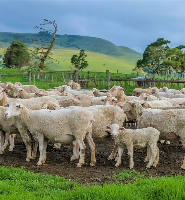 Agriculture & Animal Production 2