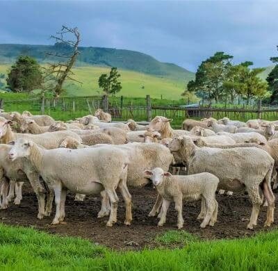 Agriculture Animal Production rofq7k03j5893btc9yi434cokfd2f9w0nhmgsdcl6k